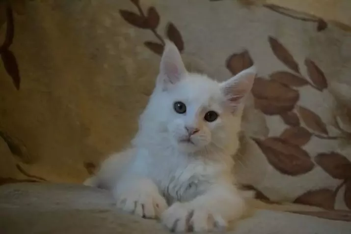 ホワイトメインクーン（31写真）：子猫と大人の猫の青い目の特徴。バリエーションカラー 11965_30