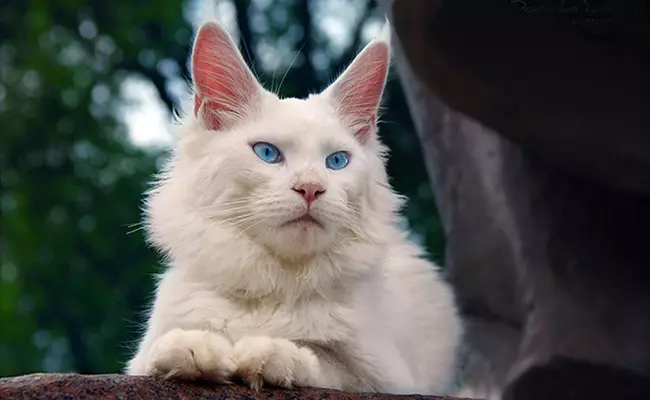 Bela Maine Coon (31 fotografij): Značilnosti mucka in odrasle mačke z modrimi očmi. Variacije Color. 11965_5