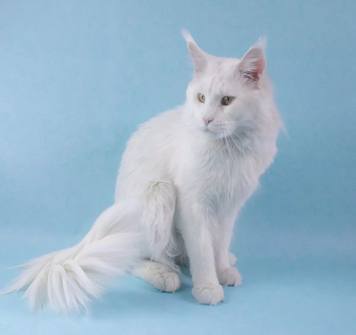 Branco Maine Coon (31 fotos): Características do gatinho e gato adulto com olhos azuis. Cor de variações 11965_6