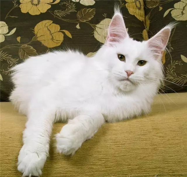 ホワイトメインクーン（31写真）：子猫と大人の猫の青い目の特徴。バリエーションカラー 11965_7