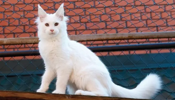 White Maine Coon (31 fotos): Características do gatito e gato adulto con ollos azuis. Variacións Color. 11965_8