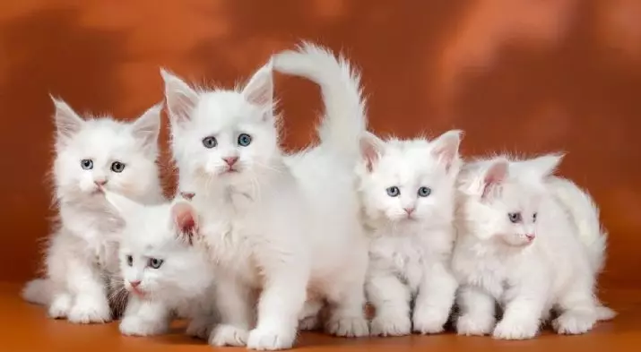 Weiße Maine Coon (31 Fotos): Eigenschaften des Kätzchens und der erwachsenen Katze mit blauen Augen. Variationen Farbe. 11965_9