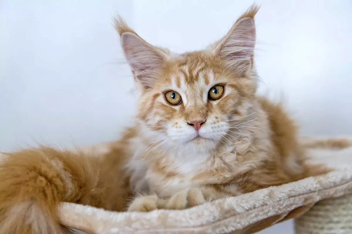 Red Maine Coon (32 صورة): سلوك وشخصية هريرة القط والقطط والقطط. أسماء الملابس الداخلية مين تشونوف 11969_11