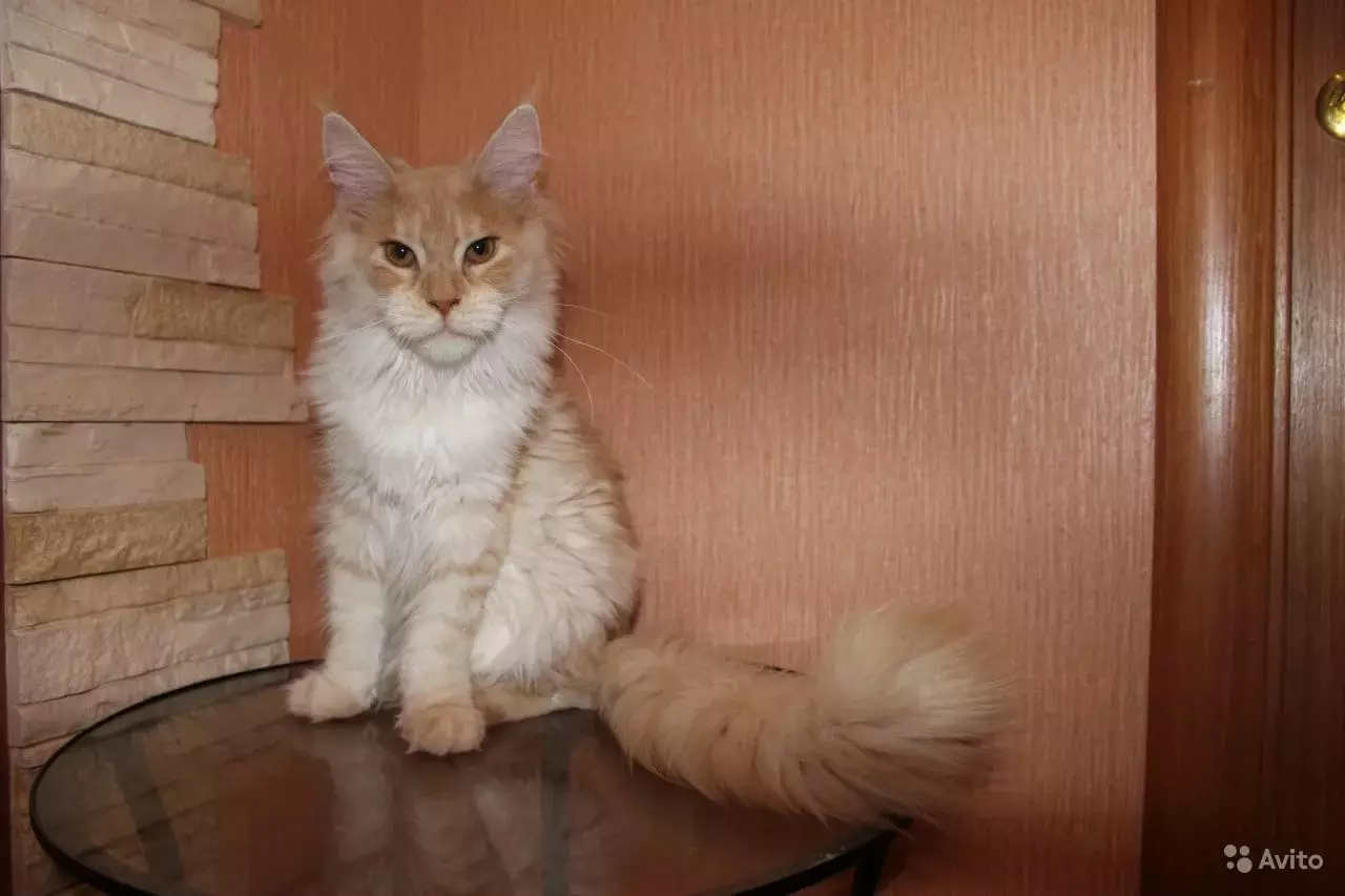 Red Maine Coon (32 صورة): سلوك وشخصية هريرة القط والقطط والقطط. أسماء الملابس الداخلية مين تشونوف 11969_13