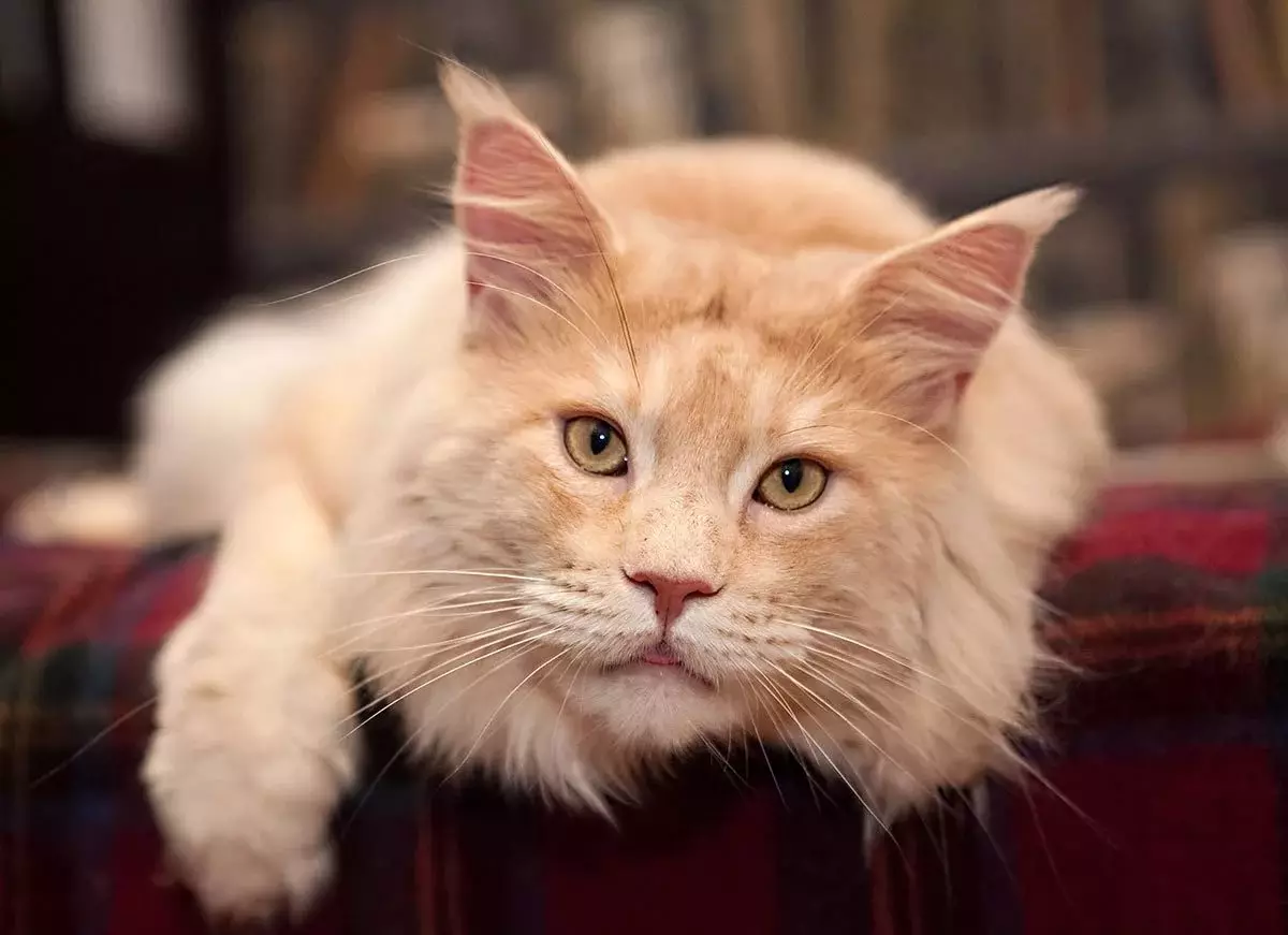 Red Maine Coon (32 φωτογραφίες): Η συμπεριφορά και ο χαρακτήρας του γατάκι, ενήλικες γάτες και γάτες. Maine Chunov εσώρουχα ονόματα 11969_14