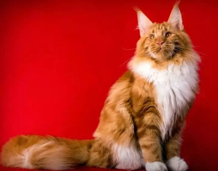 Red Maine Coon (32 φωτογραφίες): Η συμπεριφορά και ο χαρακτήρας του γατάκι, ενήλικες γάτες και γάτες. Maine Chunov εσώρουχα ονόματα 11969_19