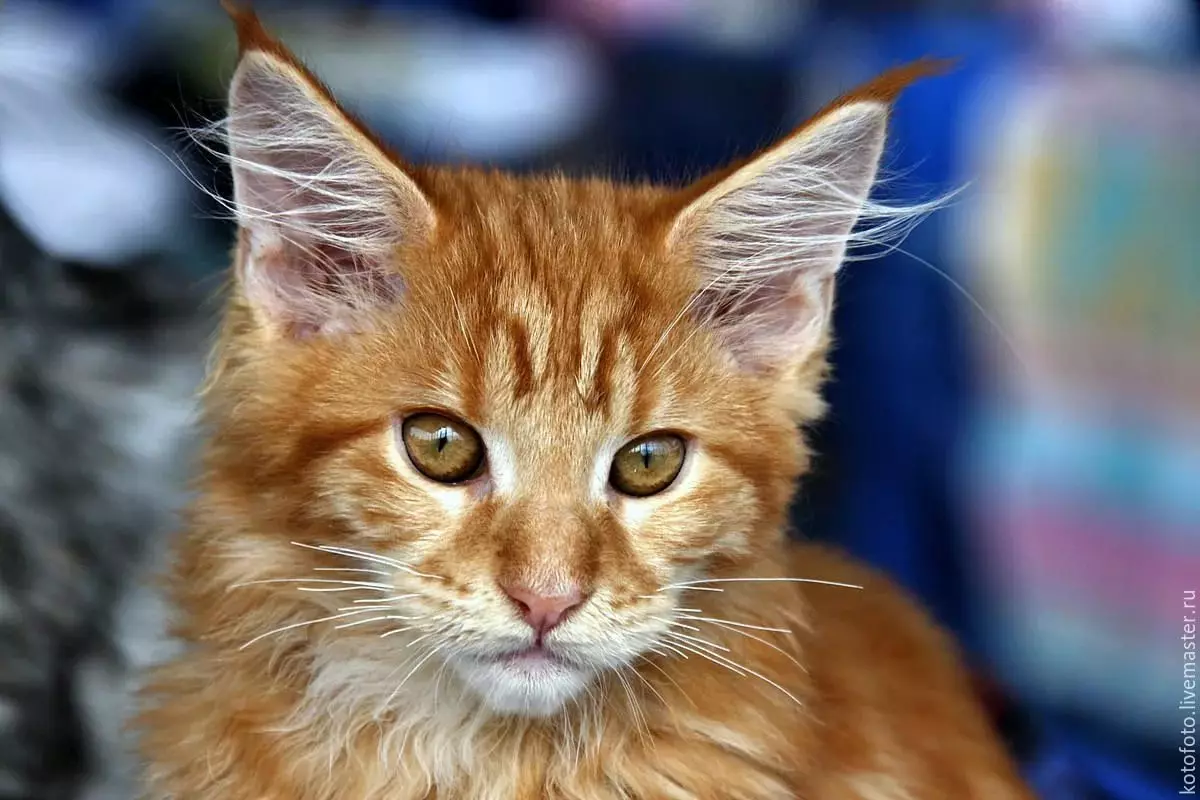 Red Maine Coon (32 φωτογραφίες): Η συμπεριφορά και ο χαρακτήρας του γατάκι, ενήλικες γάτες και γάτες. Maine Chunov εσώρουχα ονόματα 11969_2