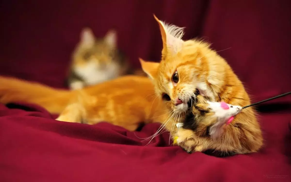 Red Maine Coon (32 صورة): سلوك وشخصية هريرة القط والقطط والقطط. أسماء الملابس الداخلية مين تشونوف 11969_21