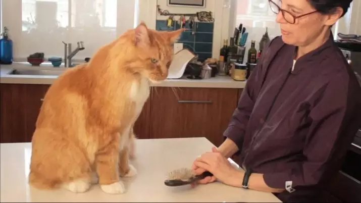 Red Maine Coon (32 φωτογραφίες): Η συμπεριφορά και ο χαρακτήρας του γατάκι, ενήλικες γάτες και γάτες. Maine Chunov εσώρουχα ονόματα 11969_25