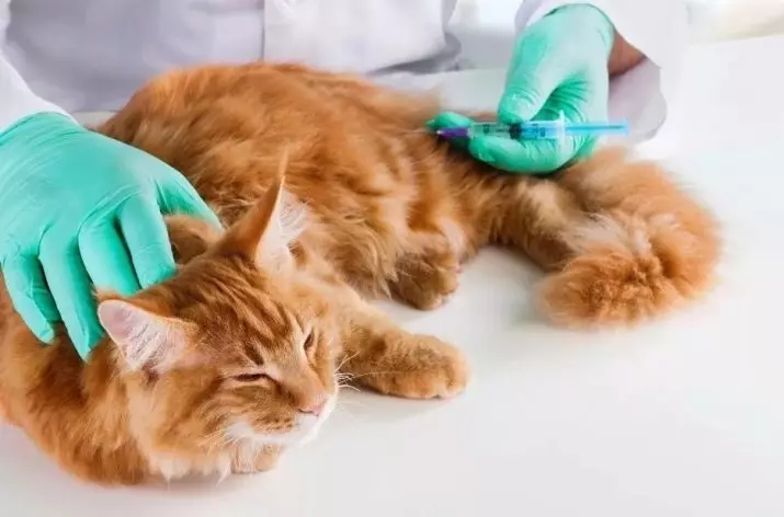 Red Maine Coon (32 φωτογραφίες): Η συμπεριφορά και ο χαρακτήρας του γατάκι, ενήλικες γάτες και γάτες. Maine Chunov εσώρουχα ονόματα 11969_27