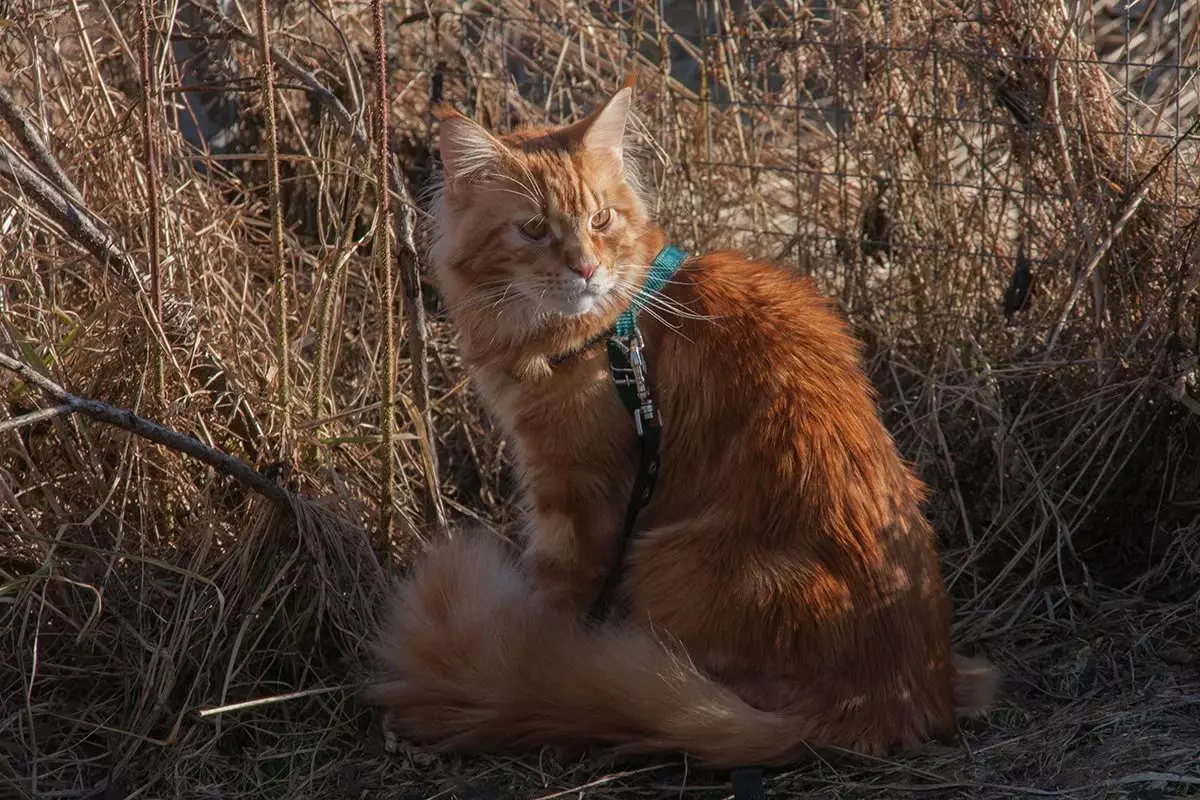 Qırmızı Maine Coon (32 şəkil): doğmaq, yetkin pişik və pişiklərin davranışı və xarakteri. Maine Chunov alt paltarı adları 11969_29