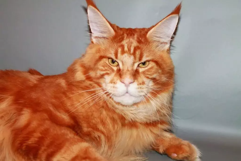 Red Maine Coon (32 billeder): Killingens adfærd og karakter, voksen kat og katte. Maine Chunov undertøjsnavne 11969_3