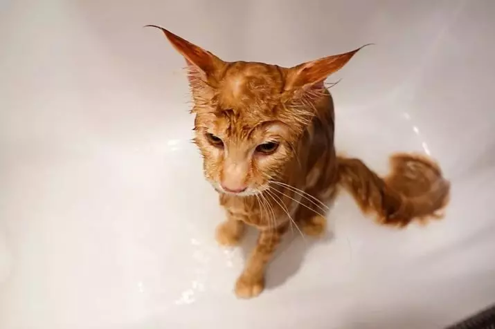 Red Maine Coon (32 φωτογραφίες): Η συμπεριφορά και ο χαρακτήρας του γατάκι, ενήλικες γάτες και γάτες. Maine Chunov εσώρουχα ονόματα 11969_30