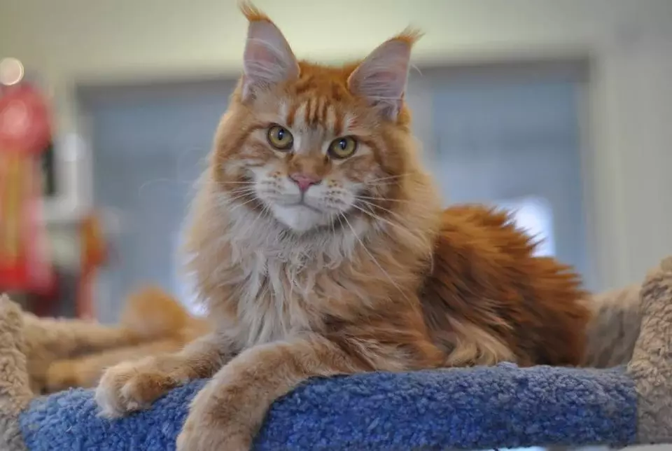 Rooi Maine Coon (32 foto's): Die gedrag en karakter van die katjie, volwasse kat en katte. Maine Chunov Lingerie Name 11969_5