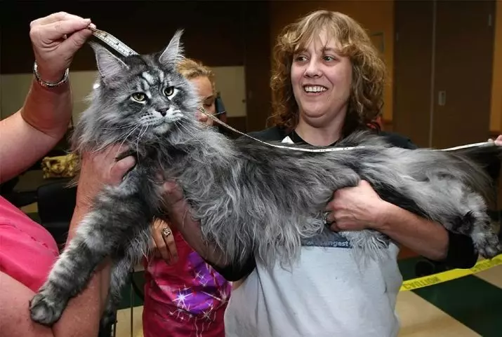 Maine-Kunov Størrelser (16 billeder): En stigning i en voksen kat i sammenligning med en person, dimensionerne af store katte. Hvilken længde maine-kun vokser? 11970_11