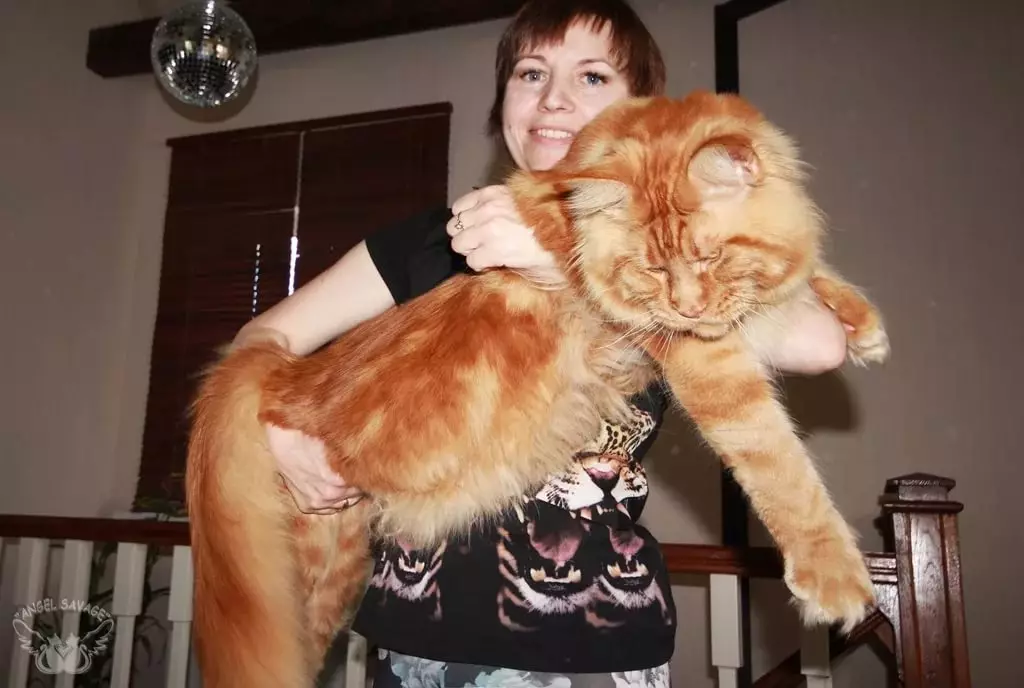Maine-Kunov Størrelser (16 billeder): En stigning i en voksen kat i sammenligning med en person, dimensionerne af store katte. Hvilken længde maine-kun vokser? 11970_7