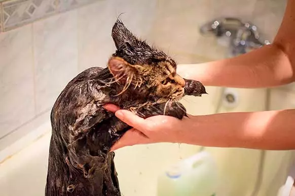 Можно мыть кошку мылом. Купание Мейн куна. Кошка моется шампунем. Как мыть кошку. Как купать Мейн куна.