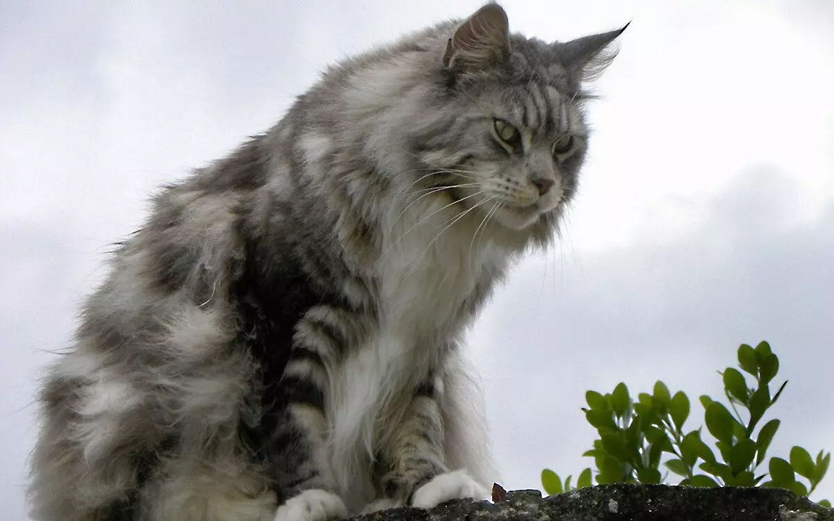 Ngaran keur Maine Coon Boys: Bobodoran na nicknames geulis keur ucing Maine Coon 11974_10