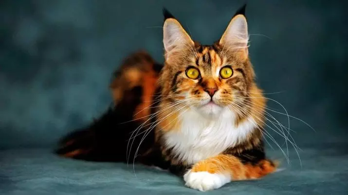 Names for Maine Coon Boys: Funny kunye lweziqhulo entle cats Maine Coon 11974_13