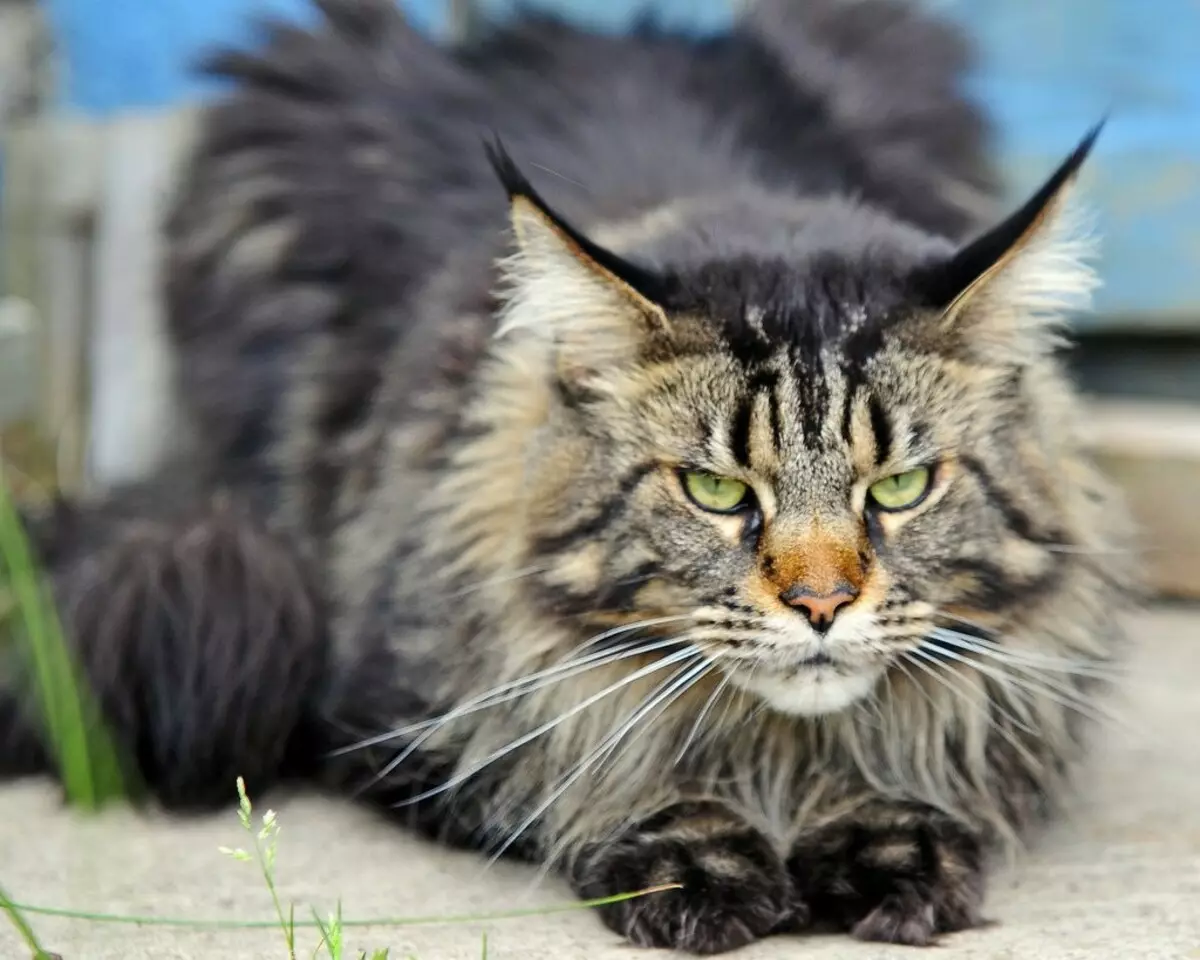 Magacyada Maine Coon Boys: Funny iyo naanays oo qurxoon oo bisadaha Maine Coon 11974_14