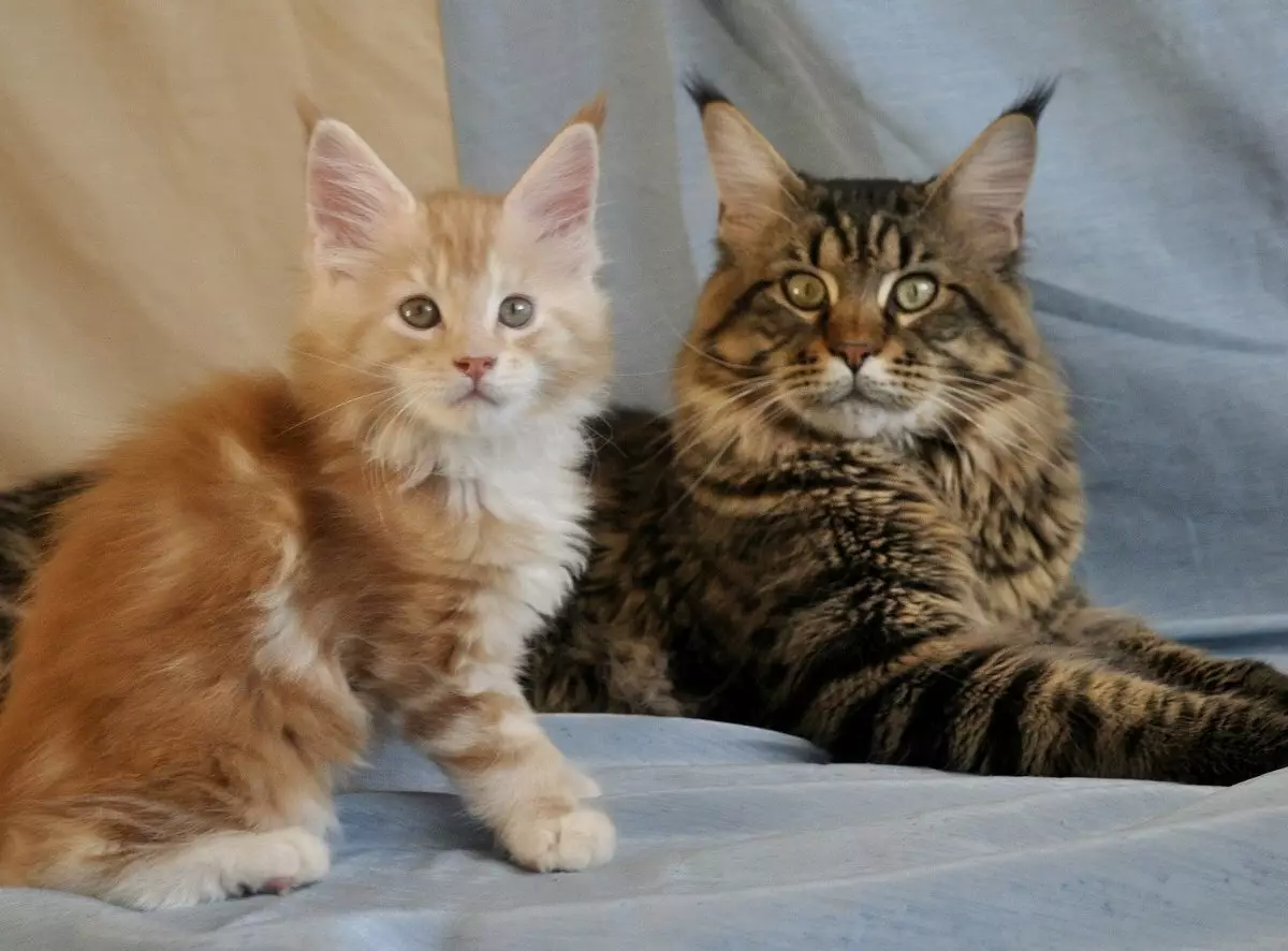 Names for the Maine Coon boys: fun and interesting nicknames for cats Maine coon 11974_18