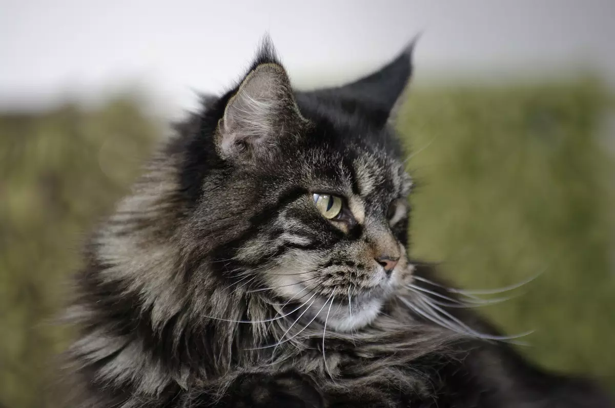 Names for Maine Coon Boys: Funny kunye lweziqhulo entle cats Maine Coon 11974_23
