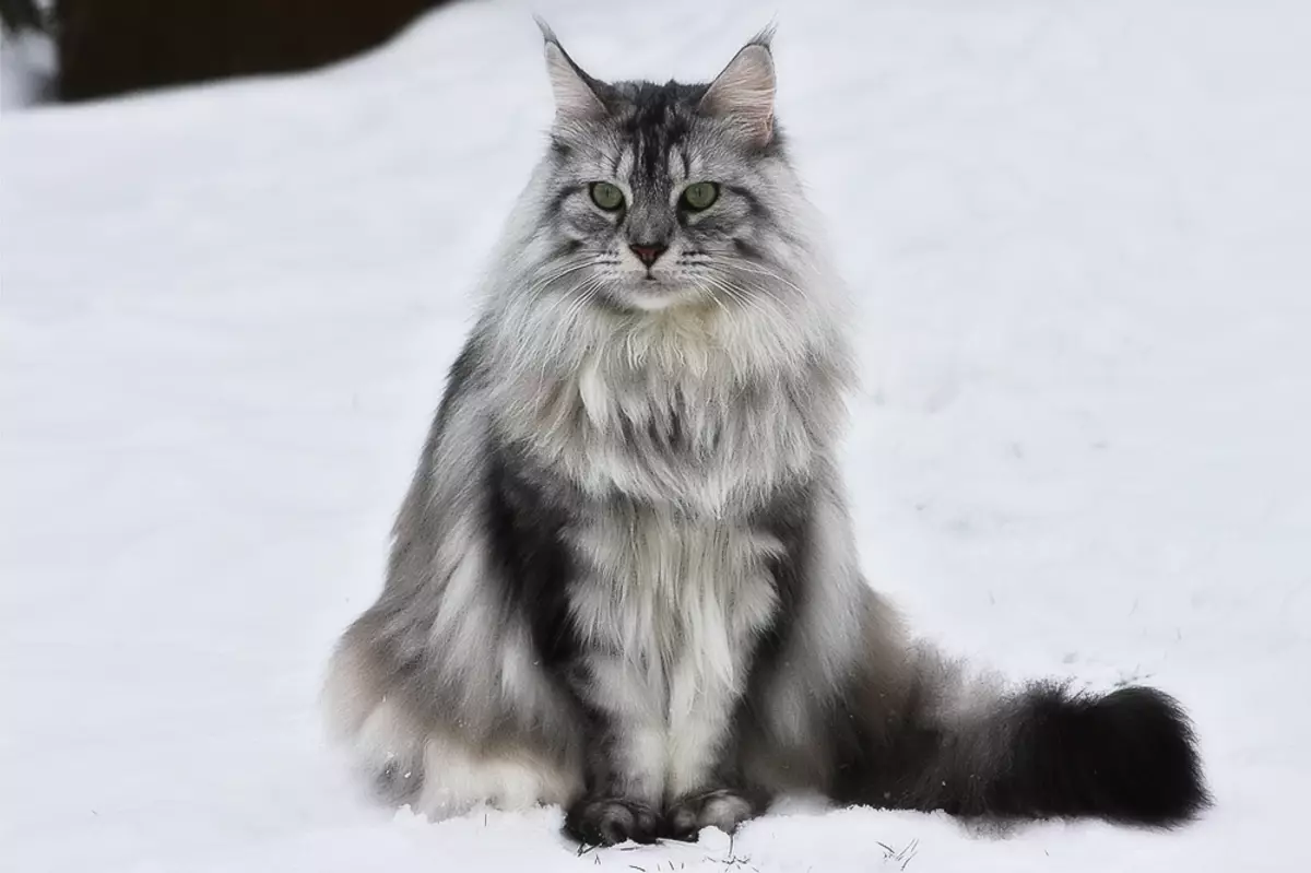 Names for Maine Coon Boys: Funny da kyau sunayen laƙabi domin Cats Maine Coon 11974_24