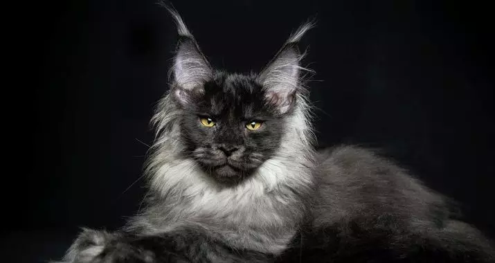 Names for the Maine Coon boys: fun and interesting nicknames for cats Maine coon 11974_25