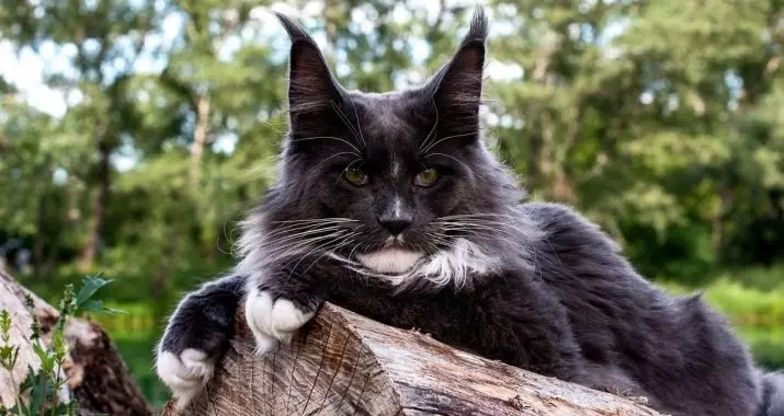 Maine Coon mutilentzako izenak: katuak Maine Coon-en izenak dibertigarriak eta ederrak 11974_29