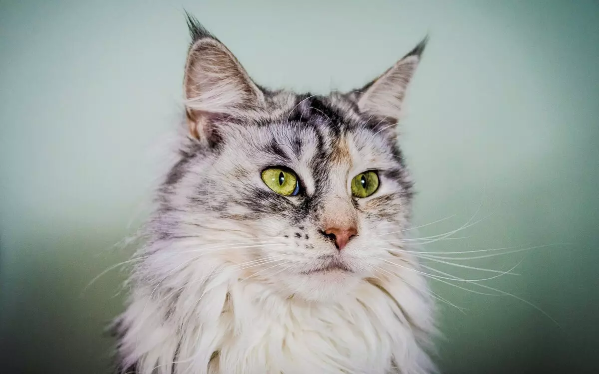 Names for Maine Coon Boys: Funny da kyau sunayen laƙabi domin Cats Maine Coon 11974_30