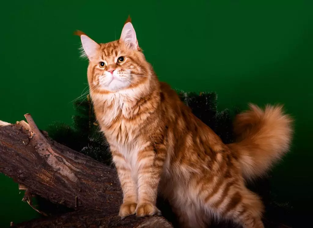 Names for Maine Coon Boys: Funny kunye lweziqhulo entle cats Maine Coon 11974_31