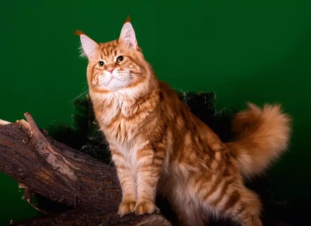 Names for Maine Coon Boys: Funny da kyau sunayen laƙabi domin Cats Maine Coon 11974_31