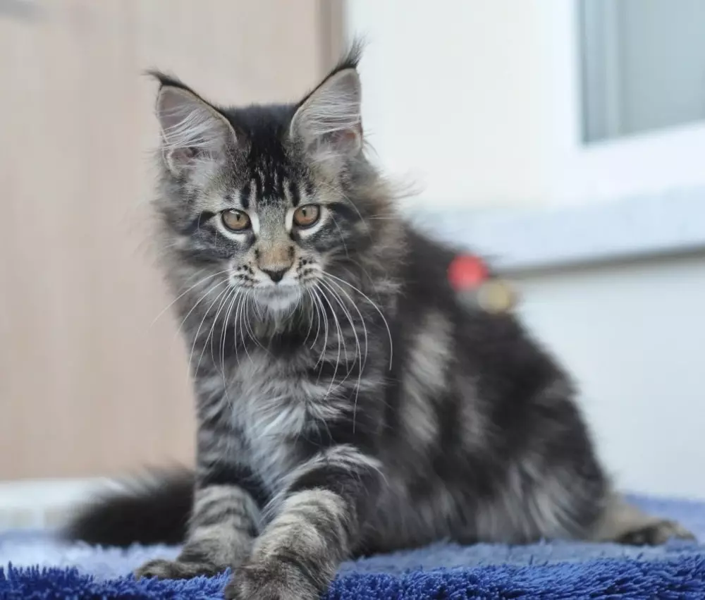 Tên cho Maine Coon Boys: Funny and nickname đẹp cho mèo Maine Coon 11974_35