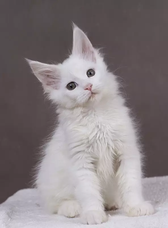 Vārdi Maine Coon Boys: smieklīgi un skaisti segvārdi kaķiem Maine Coon 11974_6