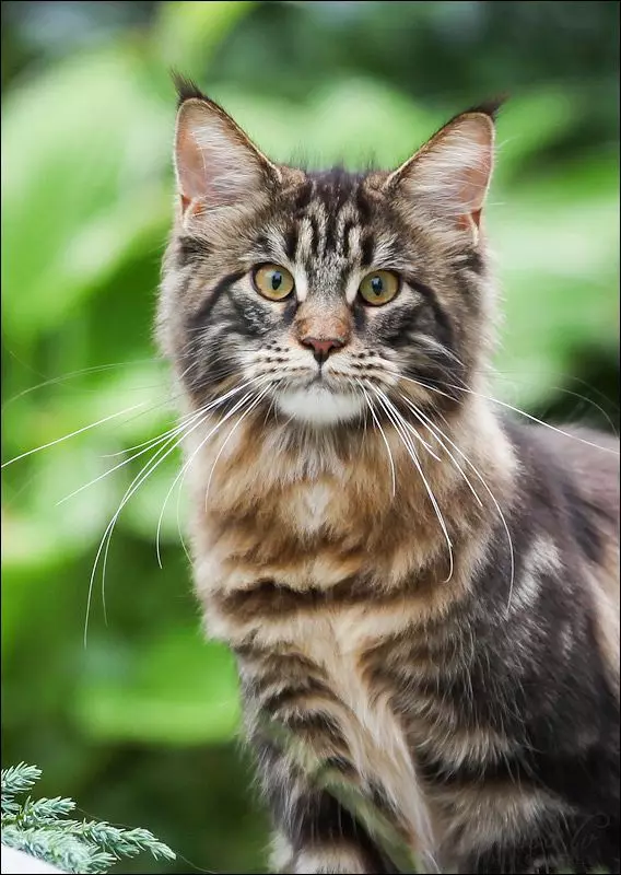 Names for the Maine Coon boys: fun and interesting nicknames for cats Maine coon 11974_8