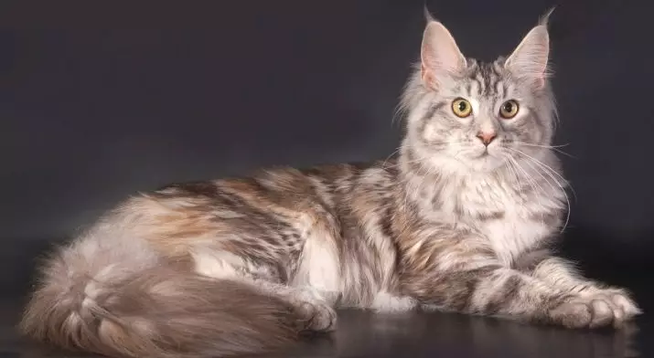 Nama untuk Maine Coon Boys: Nicknames lucu dan cantik untuk kucing Maine Coon 11974_9