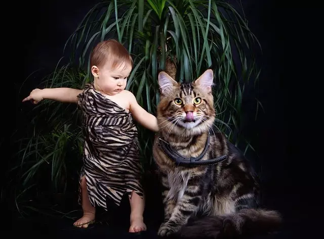 شخصیت کون مین (38 عکس): شرح سنگهای گربه، گربه ها و رفتار با کودکان کوچک، شرافت و معایب، بررسی صاحبان 11977_21