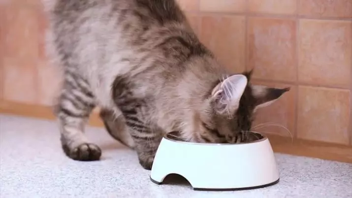 Hrana za Maine Kunov: Šta je bolje hraniti mačiće? Grabljama suhe premium feedove. Što je više pogodan za kastriran mačke? Kako odabrati vlažnu hranu? 11982_28