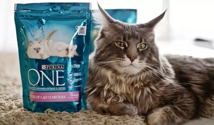 Hrana za Maine Kunov: Šta je bolje hraniti mačiće? Grabljama suhe premium feedove. Što je više pogodan za kastriran mačke? Kako odabrati vlažnu hranu? 11982_8