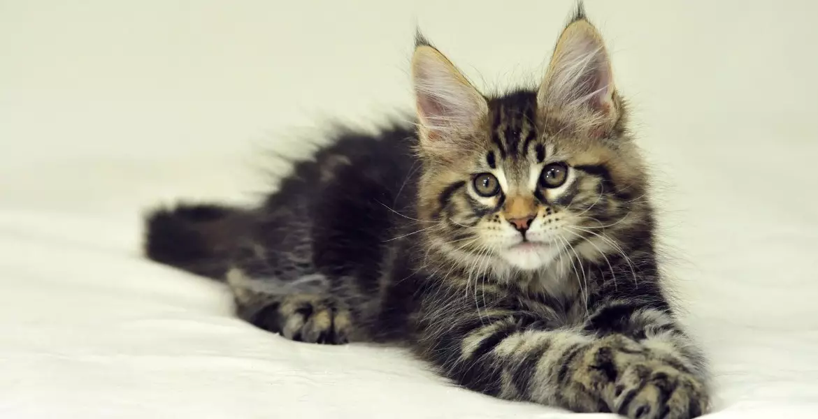 Čo kŕmiť Maine Kuna Kitten? Správna výživa za 1 a 2 mesiace, kŕmenie a starostlivosť o 3 a 4 mesiace. Čo je najlepšie jesť mačiatka Maine-Kun Breed?