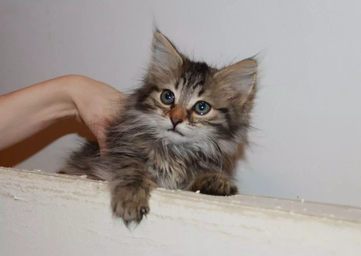 ពណ៌ប្រផេះ Maine Coon (រូបថត 19): ការពិពណ៌នាអំពីឆ្មា Kitten និង Cate Cat ដែលជាលក្ខណៈពិសេសនៃមាតិការបស់ពួកគេ 11986_12