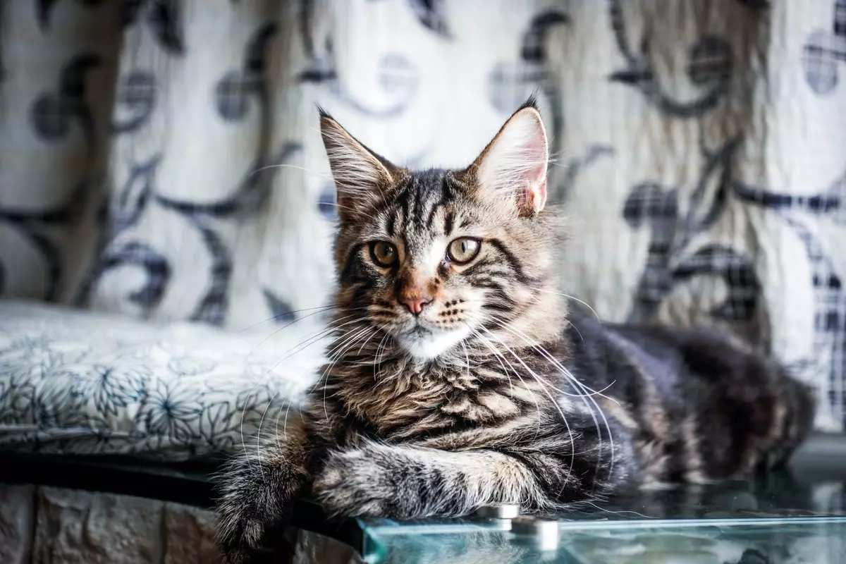 ពណ៌ប្រផេះ Maine Coon (រូបថត 19): ការពិពណ៌នាអំពីឆ្មា Kitten និង Cate Cat ដែលជាលក្ខណៈពិសេសនៃមាតិការបស់ពួកគេ 11986_6