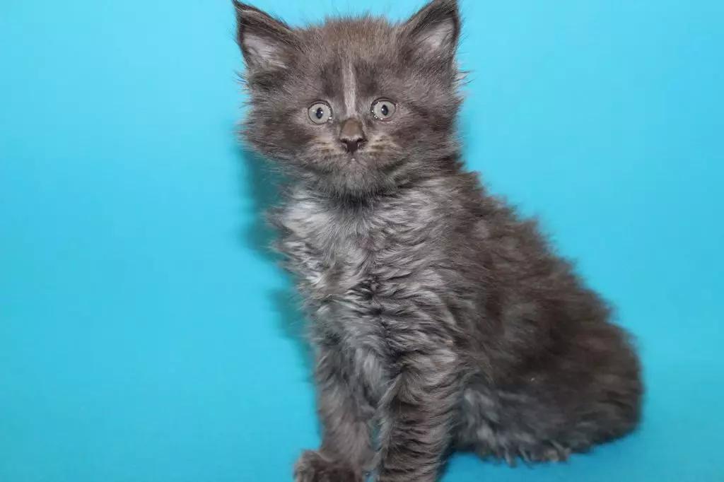 Maine Kuna Warna Biru (19 Foto): Deskripsi Kittens dan Kucing Dewasa Warna Biru Padat, Konten Mereka 11987_11