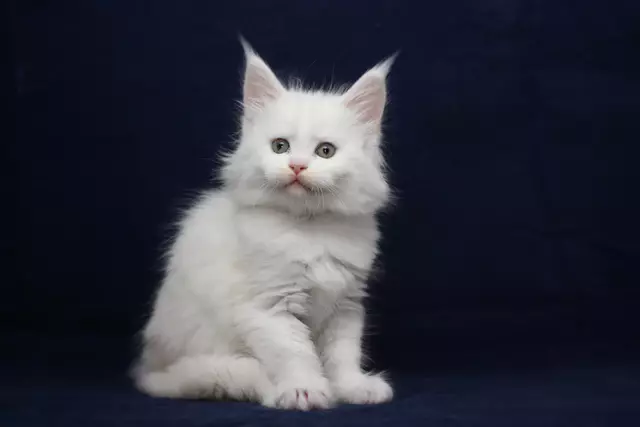 Maine Kuna Warna Biru (19 Foto): Deskripsi Kittens dan Kucing Dewasa Warna Biru Padat, Konten Mereka 11987_5