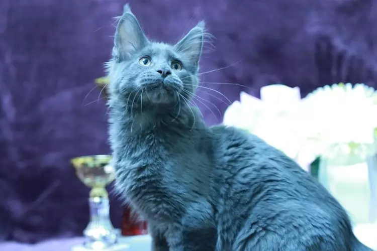 Maine Kuna Blue Color (19 fotos): Descripción de los gatitos y los gatos adultos color azul sólido, su contenido 11987_6