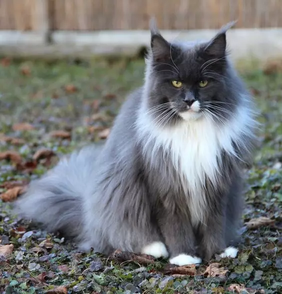 Maine Kuna Blue Color (19 foto's): Beskriuwing fan kittens en folwoeksen katten kleur blau solide solid, har ynhâld 11987_7