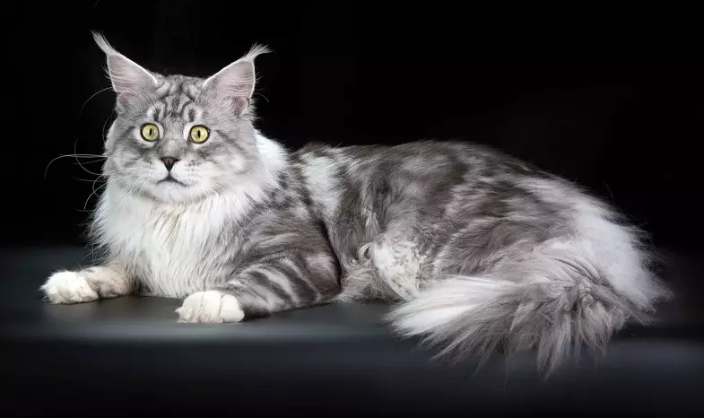 مقارنة بين مين كونوف مع القطط التقليدية (17 صورة): كيفية التمييز بين قطة تربية كون الرئيسية من هريرة عادية؟