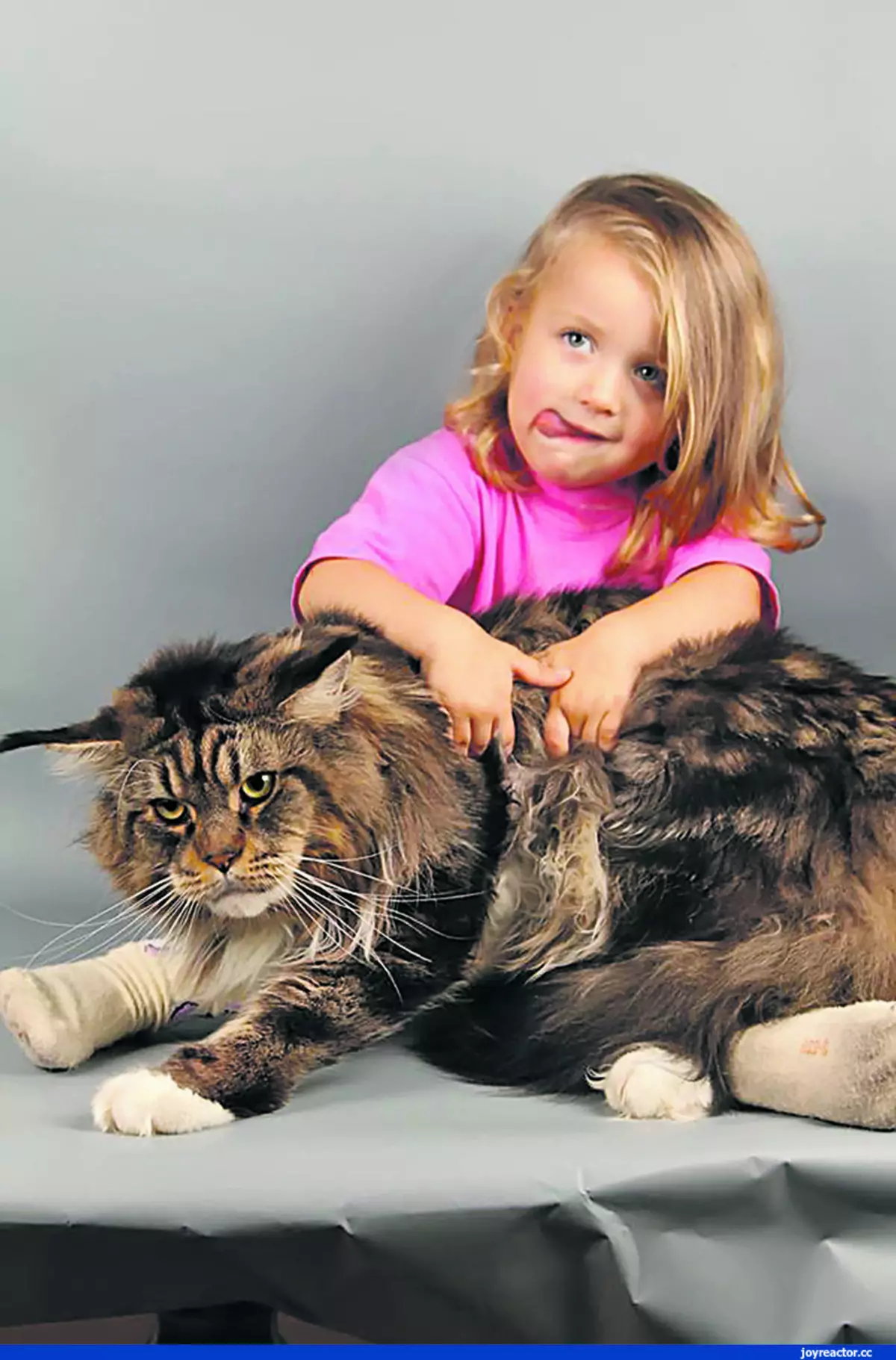 Кошки самой крупной породы. Мейн-кун. Кот Мейн кун. Большая кошка Мейн кун. Кот породы Мейн кун фото.