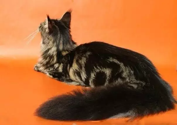 Negru maine coaon (26 fotografii): Kitten Descriere, mare adult pisica negru culoare și pisică neagră cu ochi verzi 11992_10