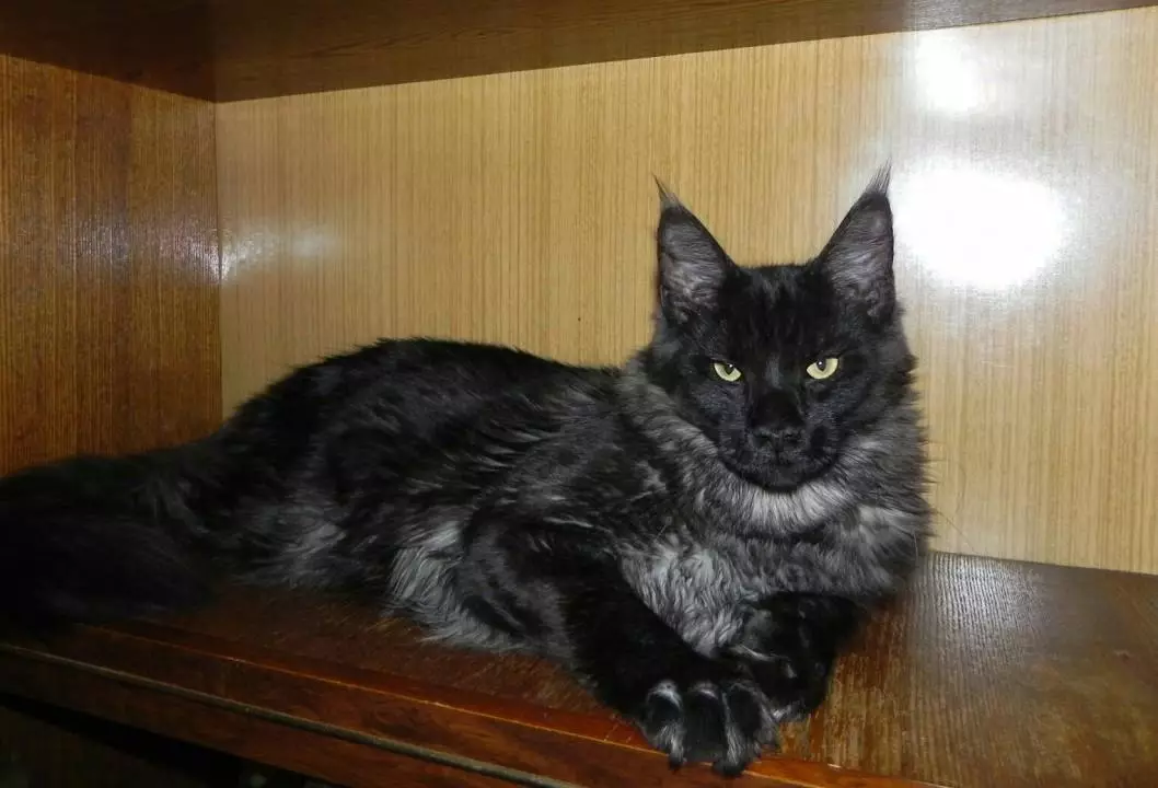 Black Maine Coon (26 foto): Kitten Përshkrimi, ngjyra e madhe e të rriturve me ngjyrë të zezë dhe mace e zezë me sy të gjelbër 11992_13